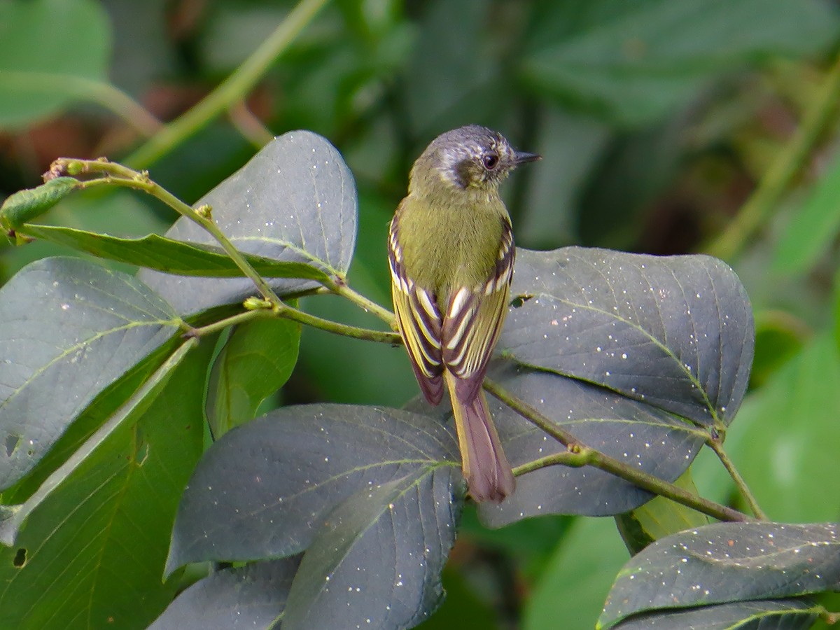 Slaty-capped Flycatcher - ML632325172