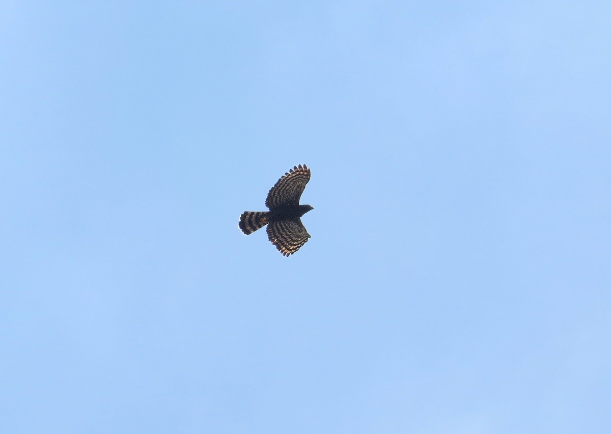 Black Hawk-Eagle - ML632325208
