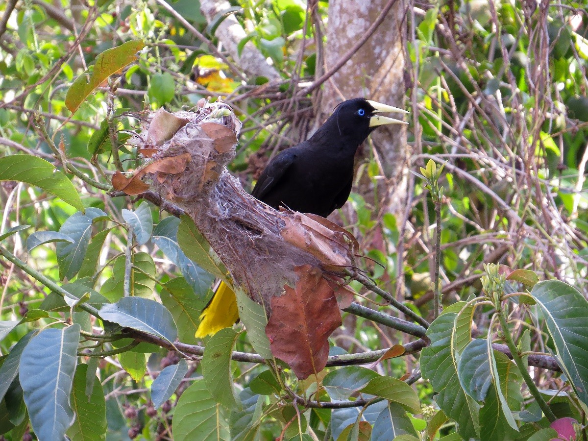 Crested Oropendola - ML632325275