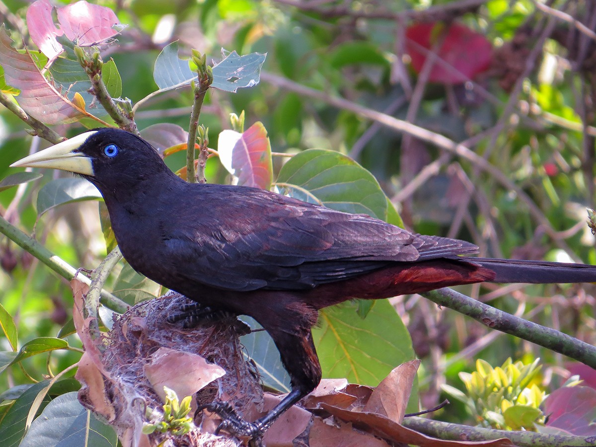 Crested Oropendola - ML632325276