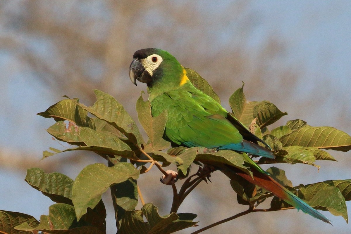Yellow-collared Macaw - ML632325320