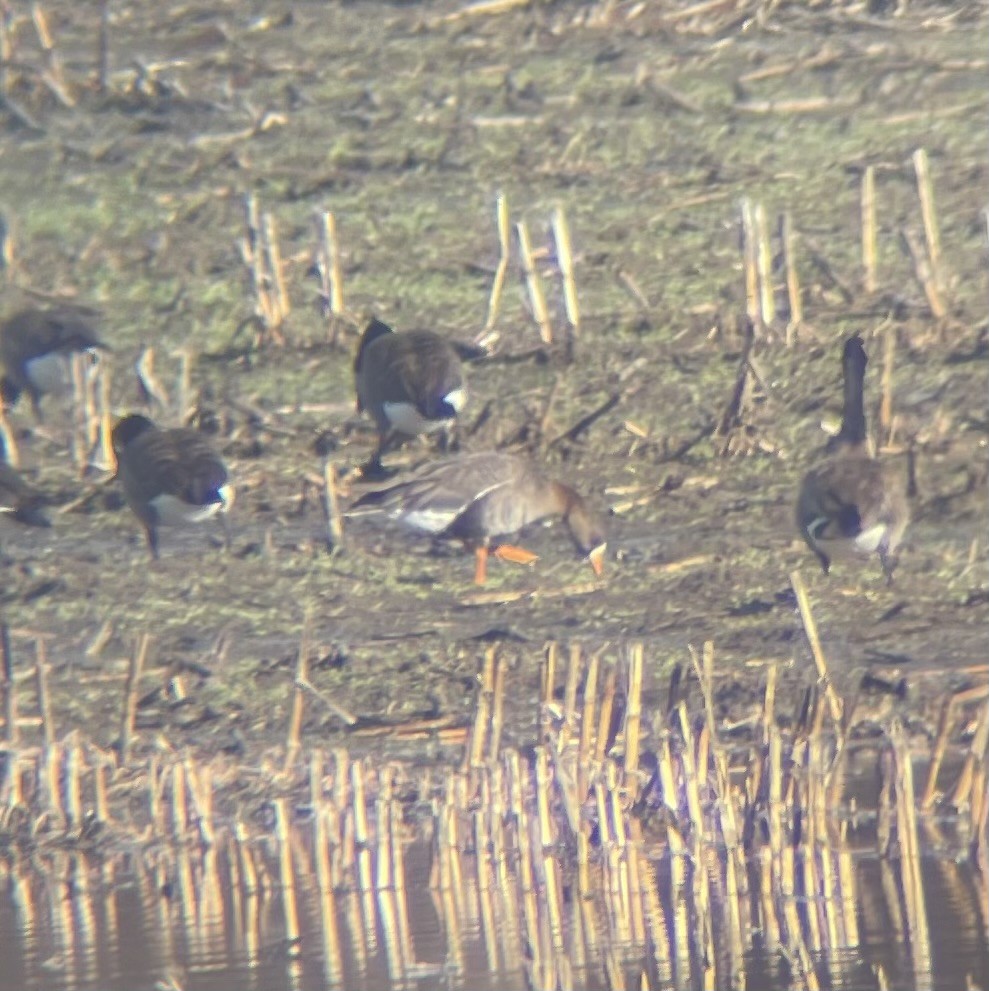 Greater White-fronted Goose - ML632325347