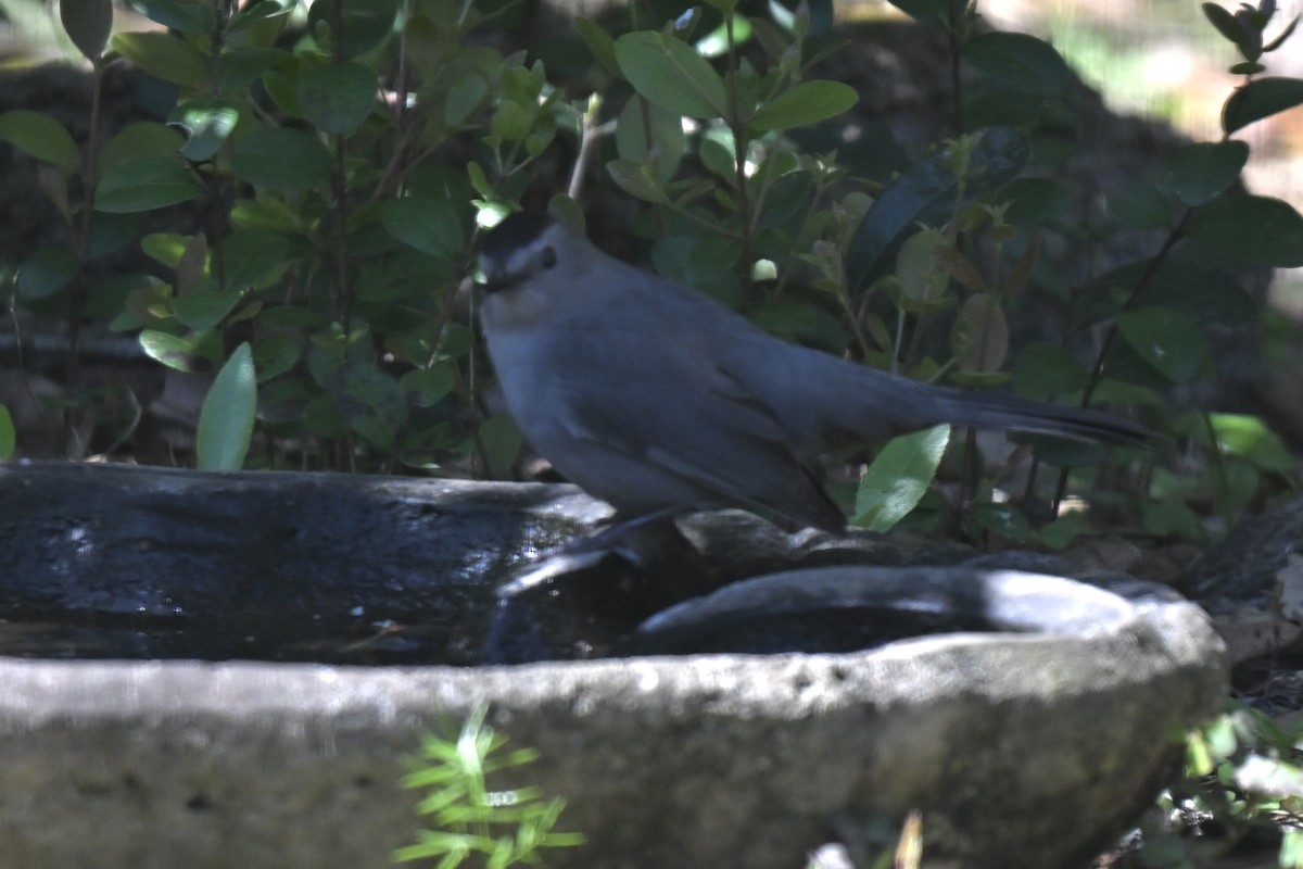 Gray Catbird - ML632325361