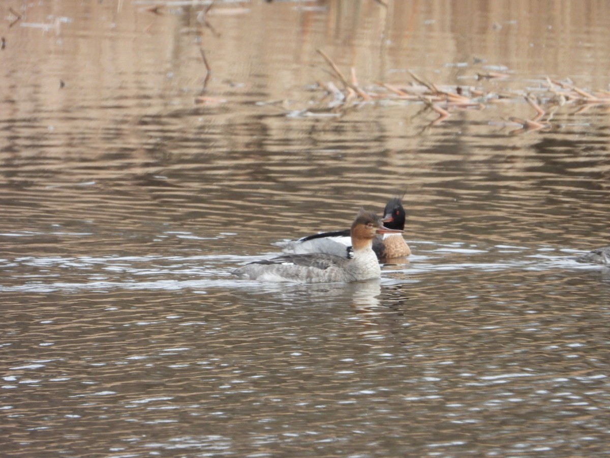 Red-breasted Merganser - ML632325567