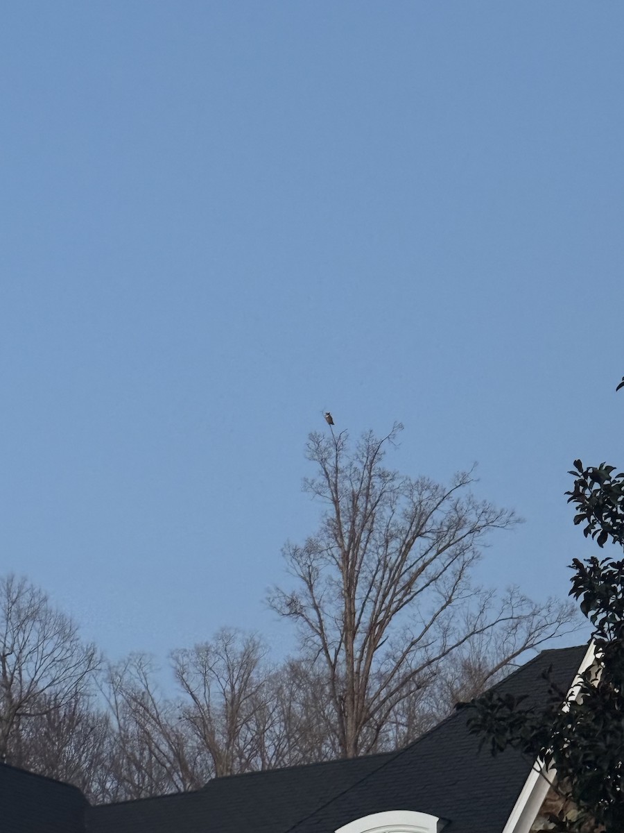 Great Horned Owl - ML632325627