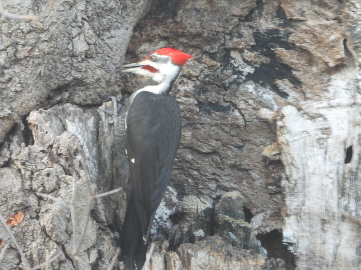 Pileated Woodpecker - ML632325662