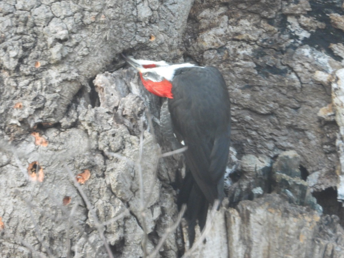 Pileated Woodpecker - ML632325668