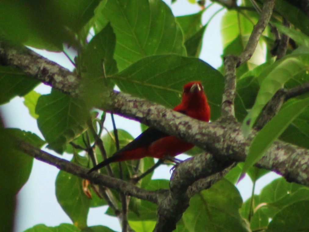 Scarlet Tanager - ML632325669