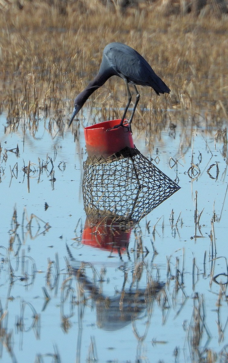 Little Blue Heron - ML632325680