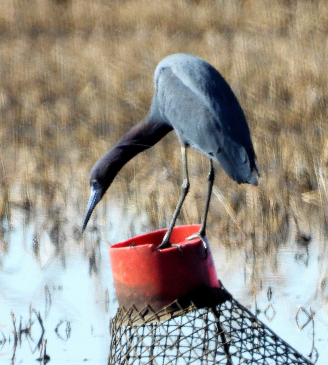 Little Blue Heron - ML632325688