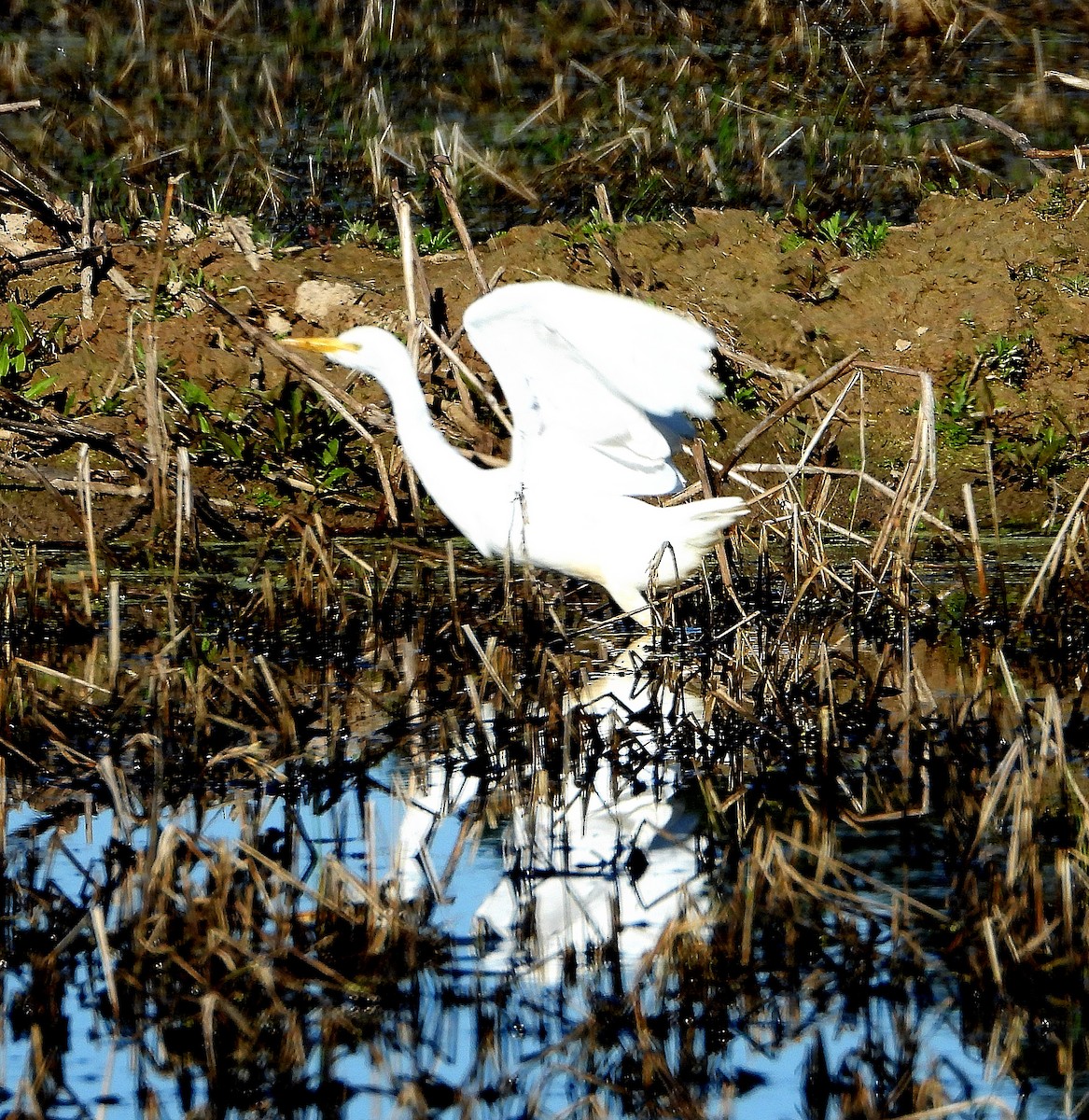 Western Cattle-Egret - ML632325705