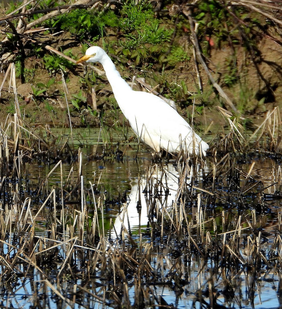 Western Cattle-Egret - ML632325706
