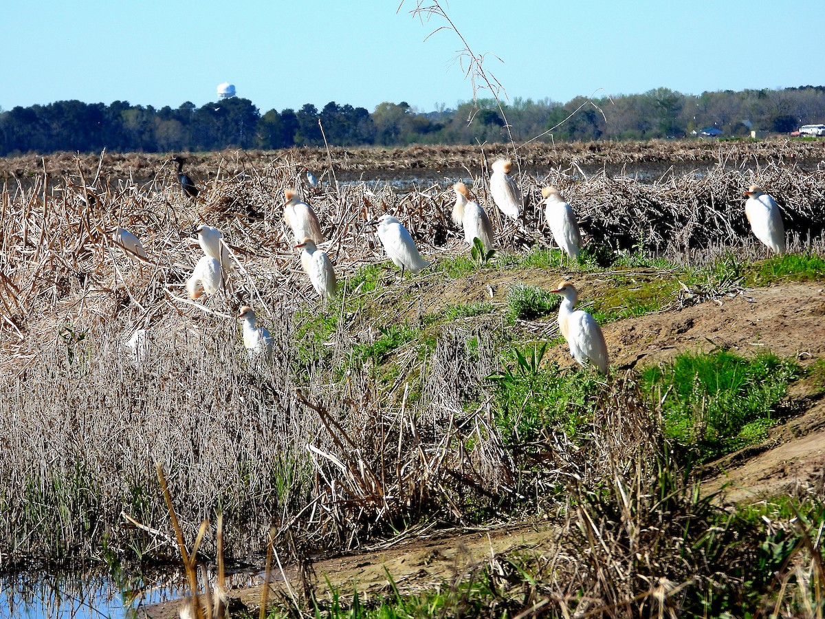 Western Cattle-Egret - ML632325723