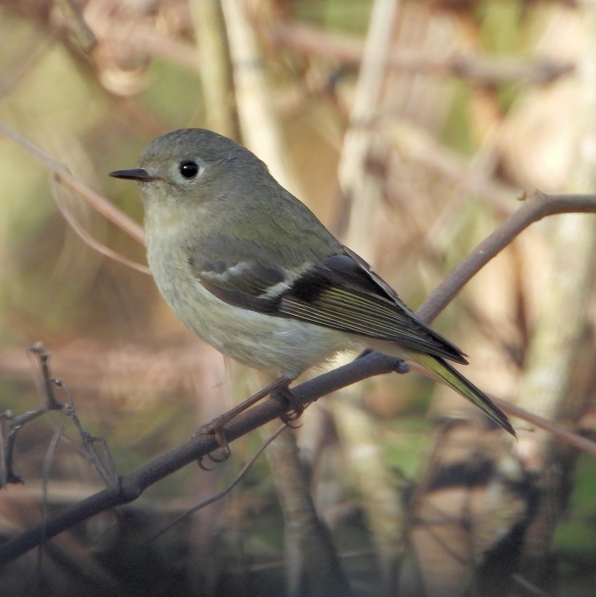 Ruby-crowned Kinglet - ML632325750