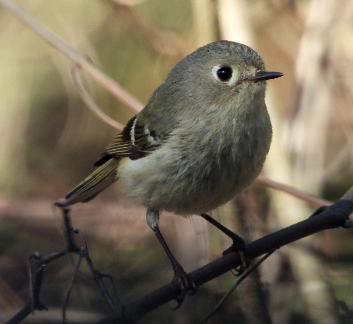 Ruby-crowned Kinglet - ML632325754