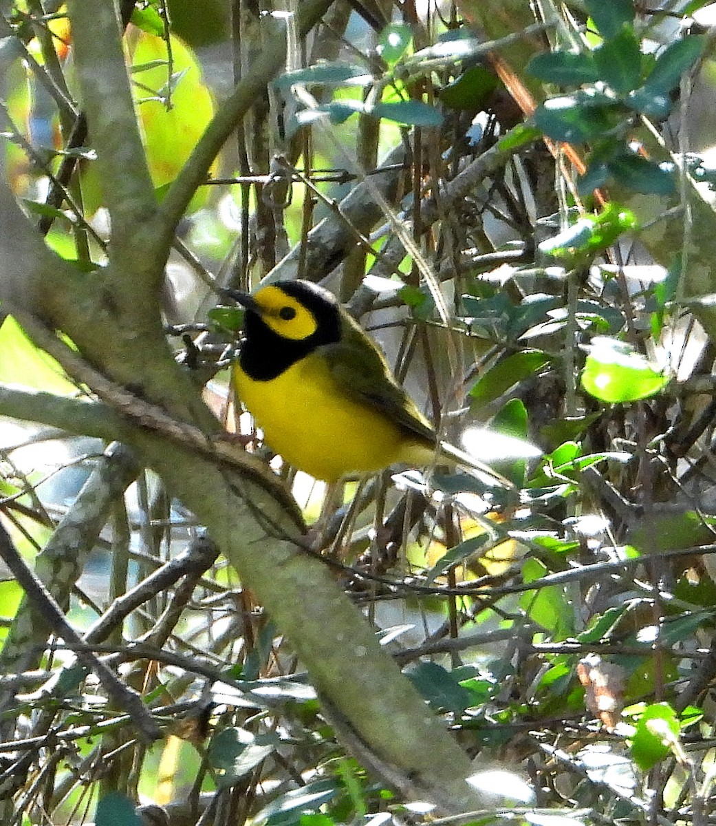 Hooded Warbler - ML632325799