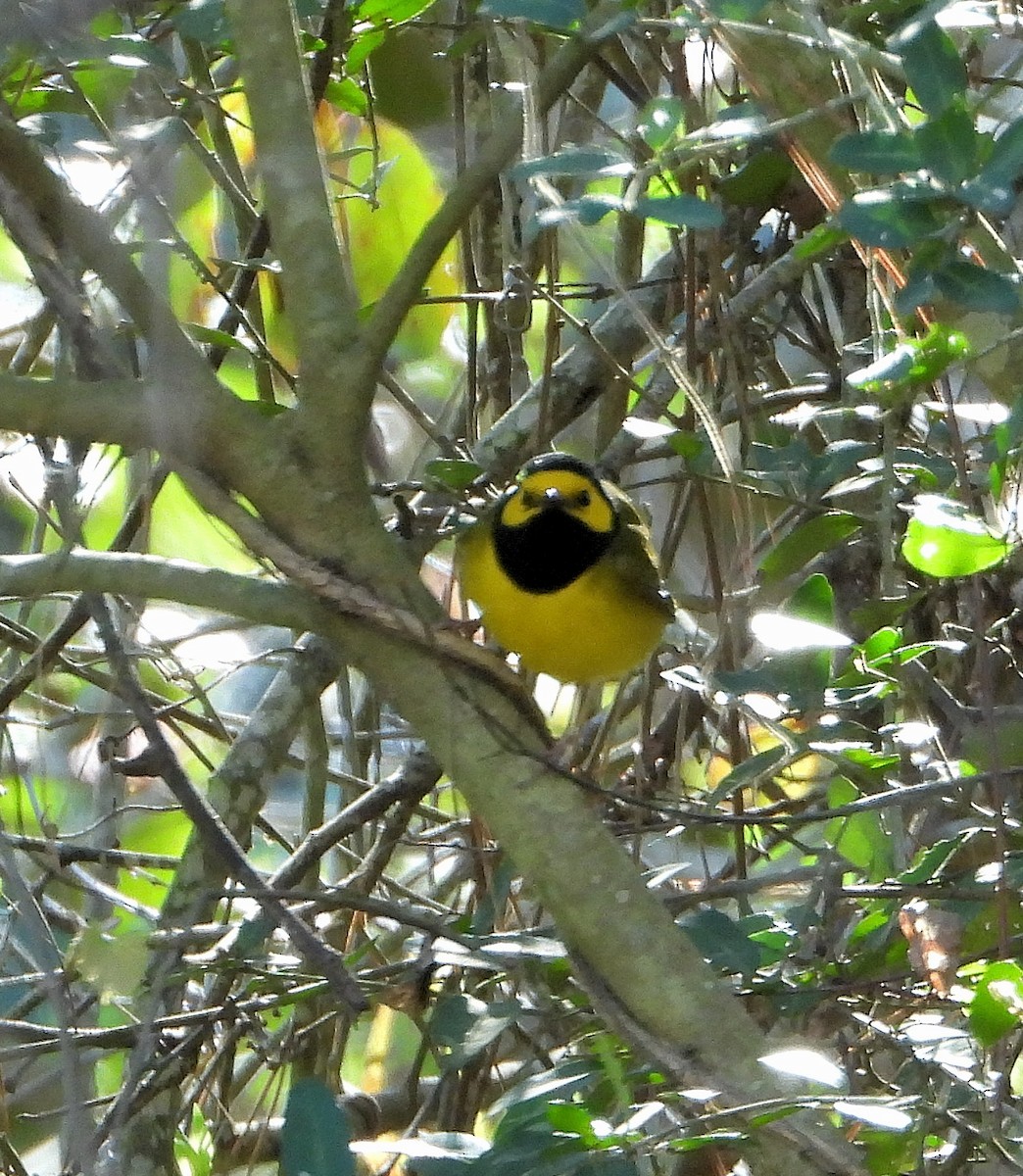 Hooded Warbler - ML632325800