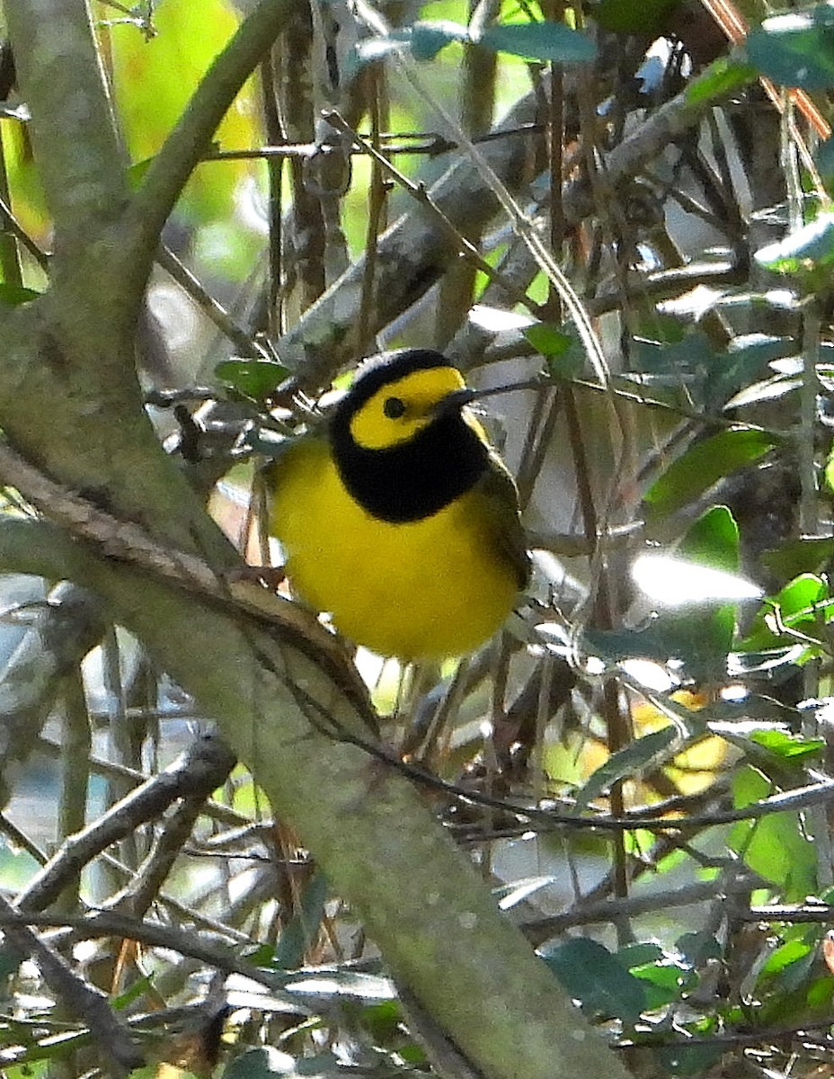 Hooded Warbler - ML632325802