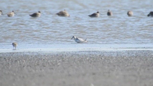 Red Phalarope - ML632325817