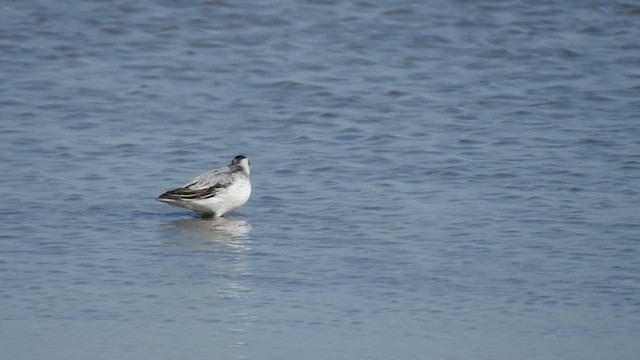 Red Phalarope - ML632325830