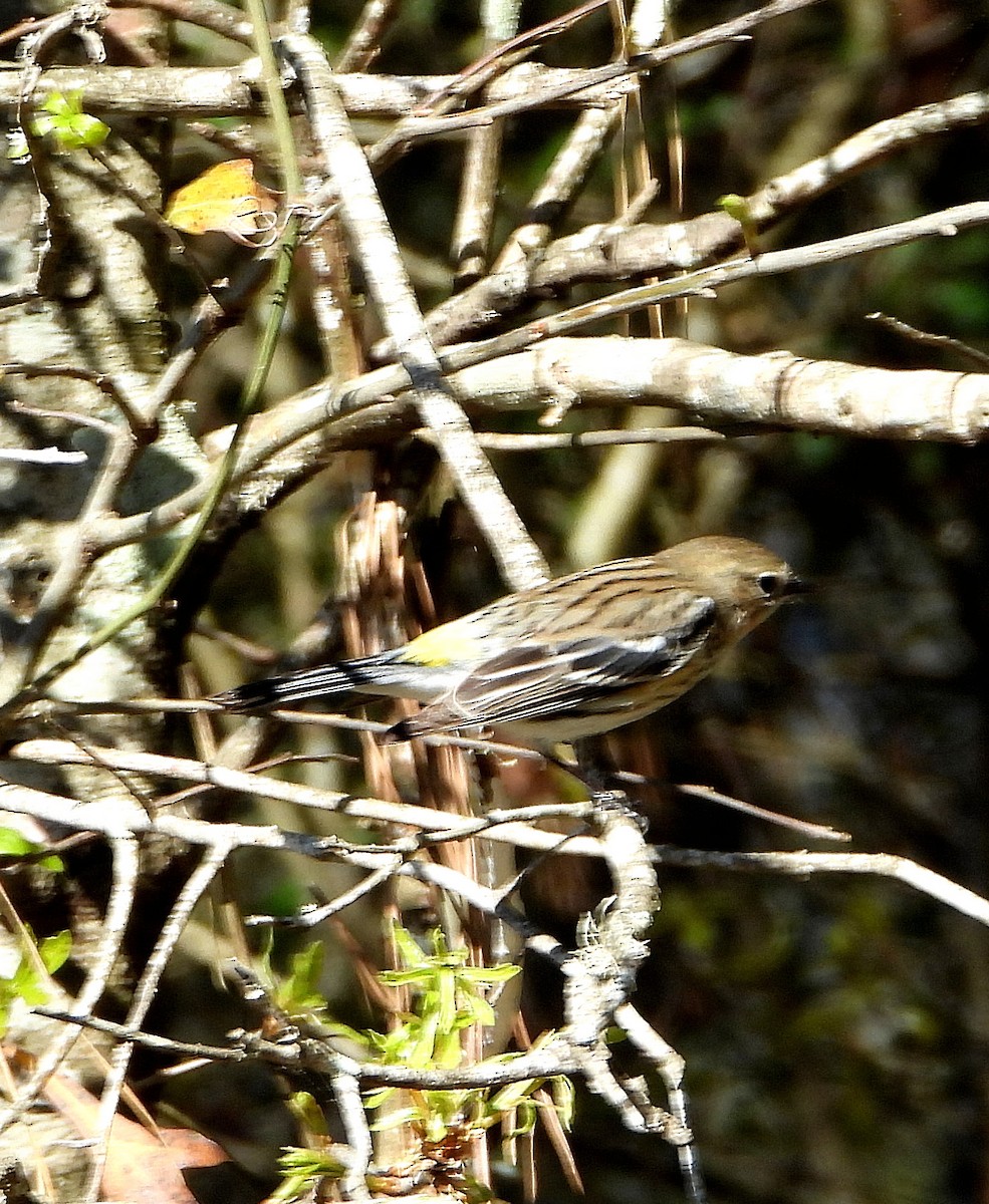 Yellow-rumped Warbler - ML632325835