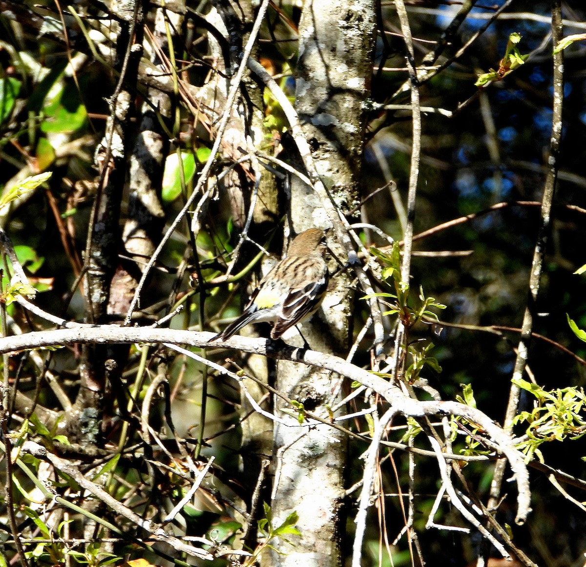 Yellow-rumped Warbler - ML632325840