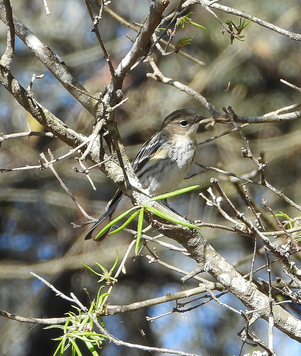 Yellow-rumped Warbler - ML632325842