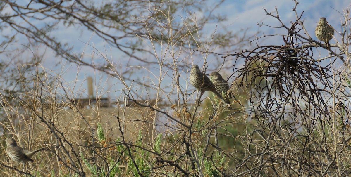 Sage Thrasher - ML632326003