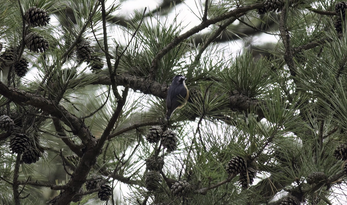 ムネアカゴジュウカラ - ML632326402