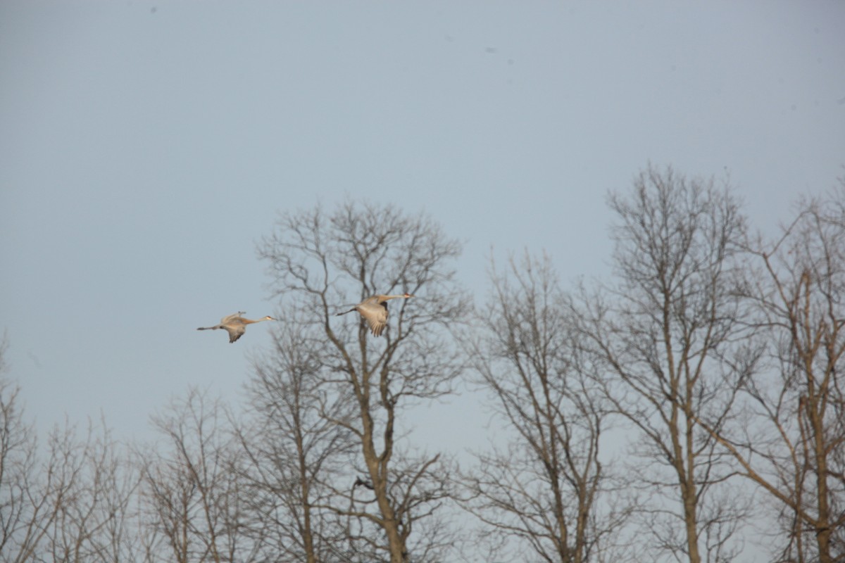 Grue du Canada - ML632326444