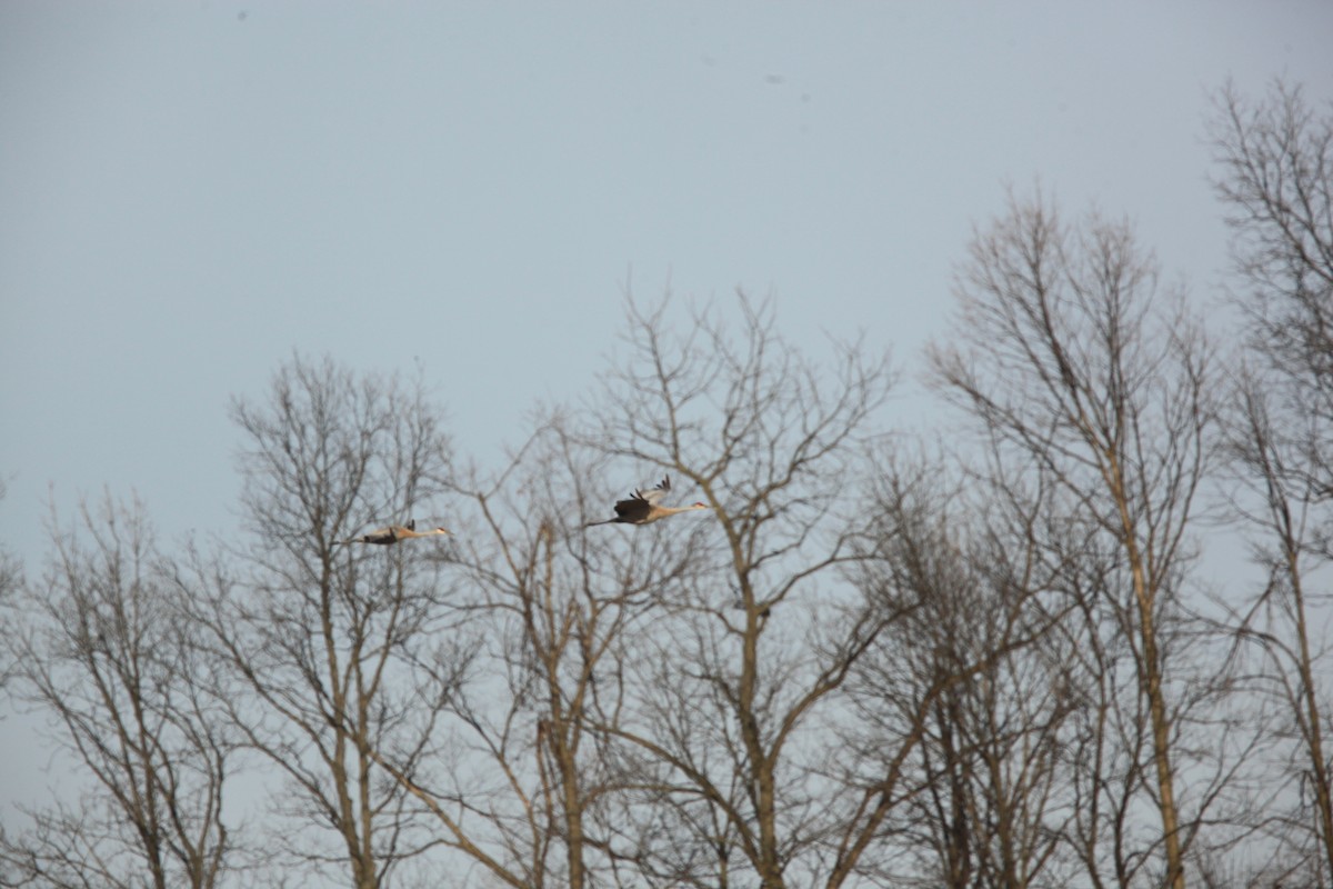 Grue du Canada - ML632326445