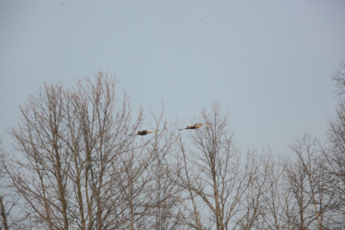 Grue du Canada - ML632326446