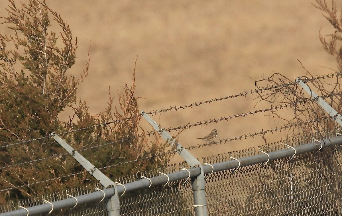 Bruant chanteur - ML632326455