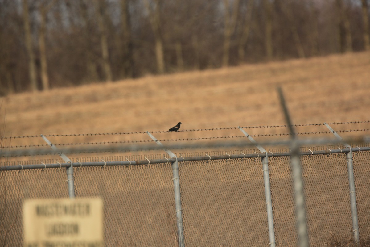 Carouge à épaulettes - ML632326467