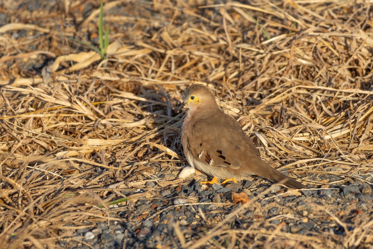 Colombe à longue queue - ML632326485