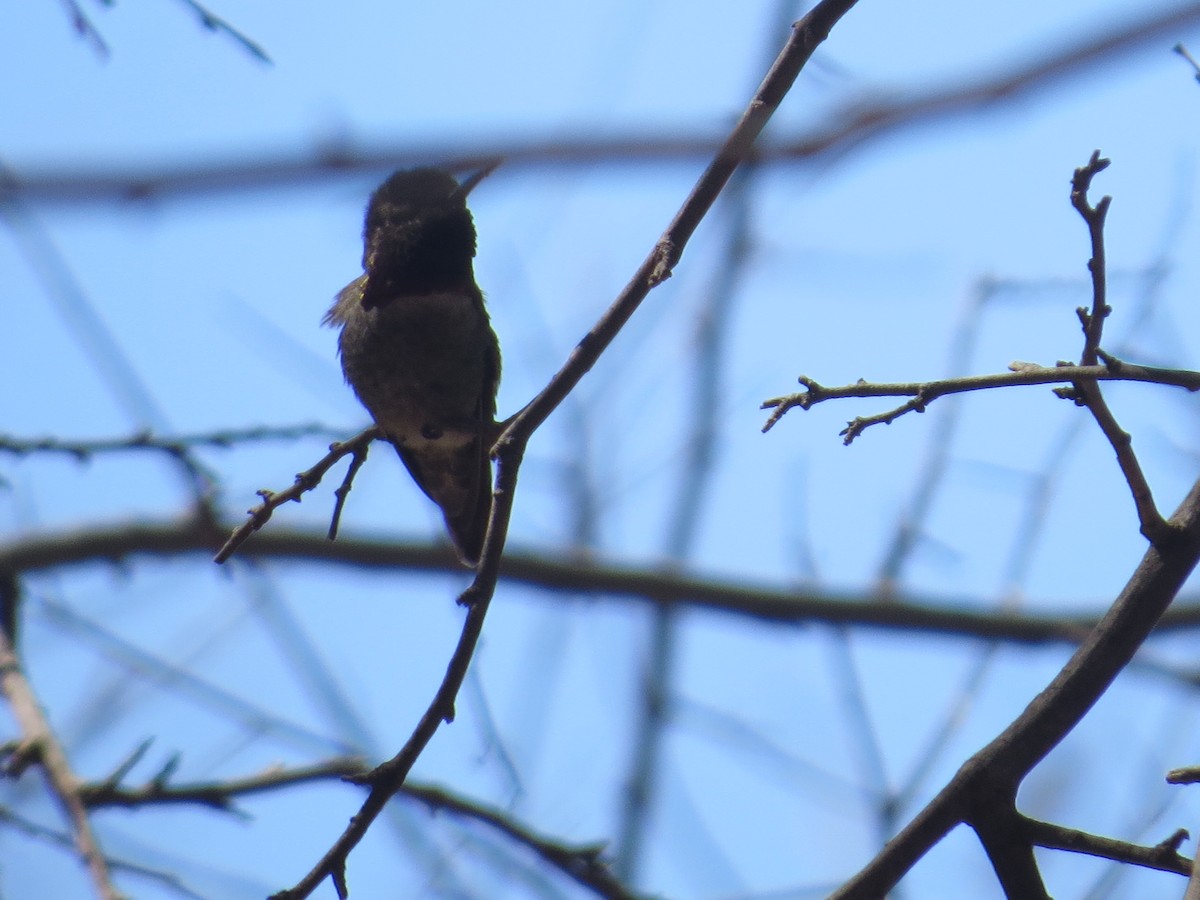 Anna's Hummingbird - ML632326560