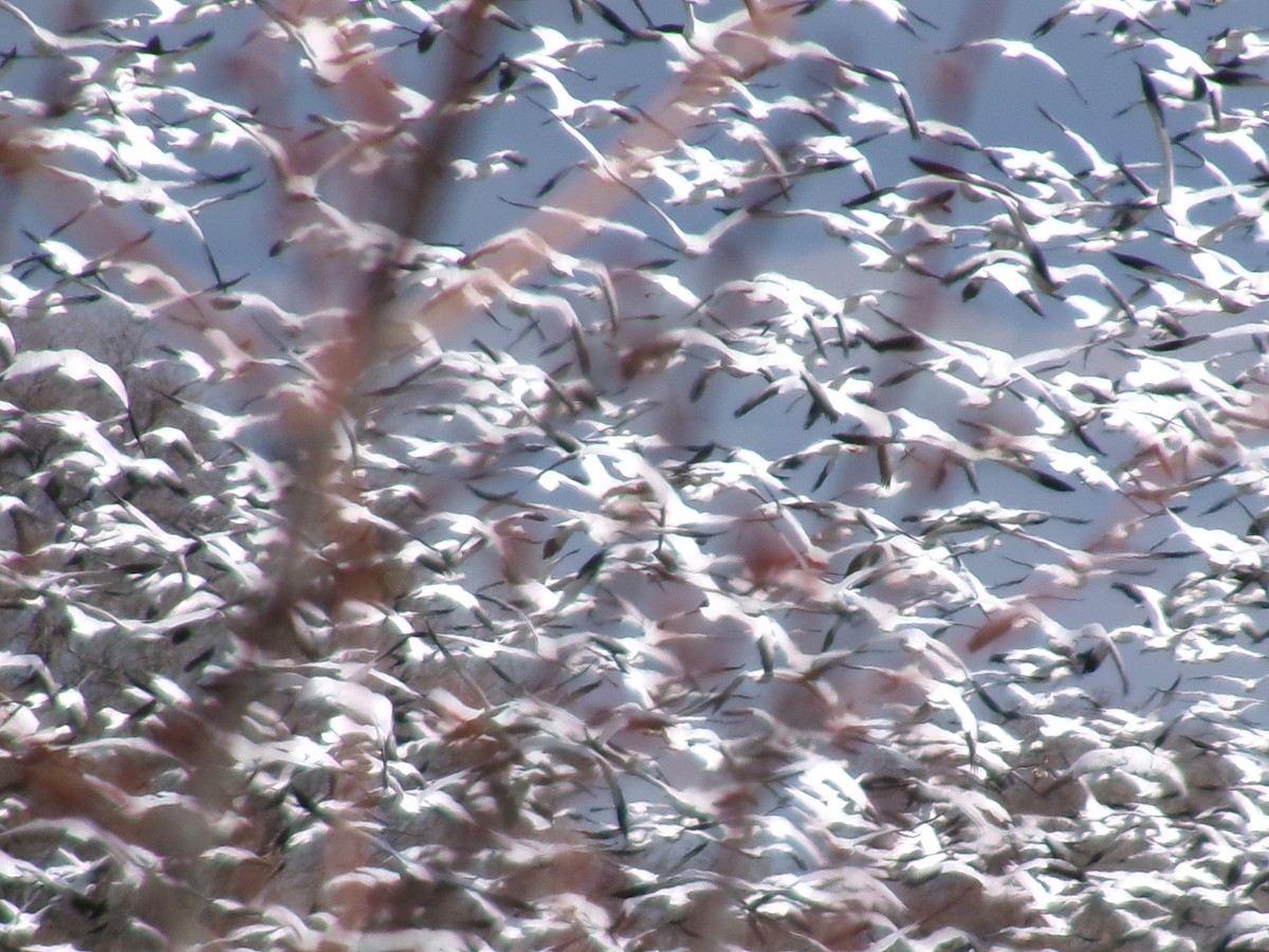 Snow Goose - ML632326582