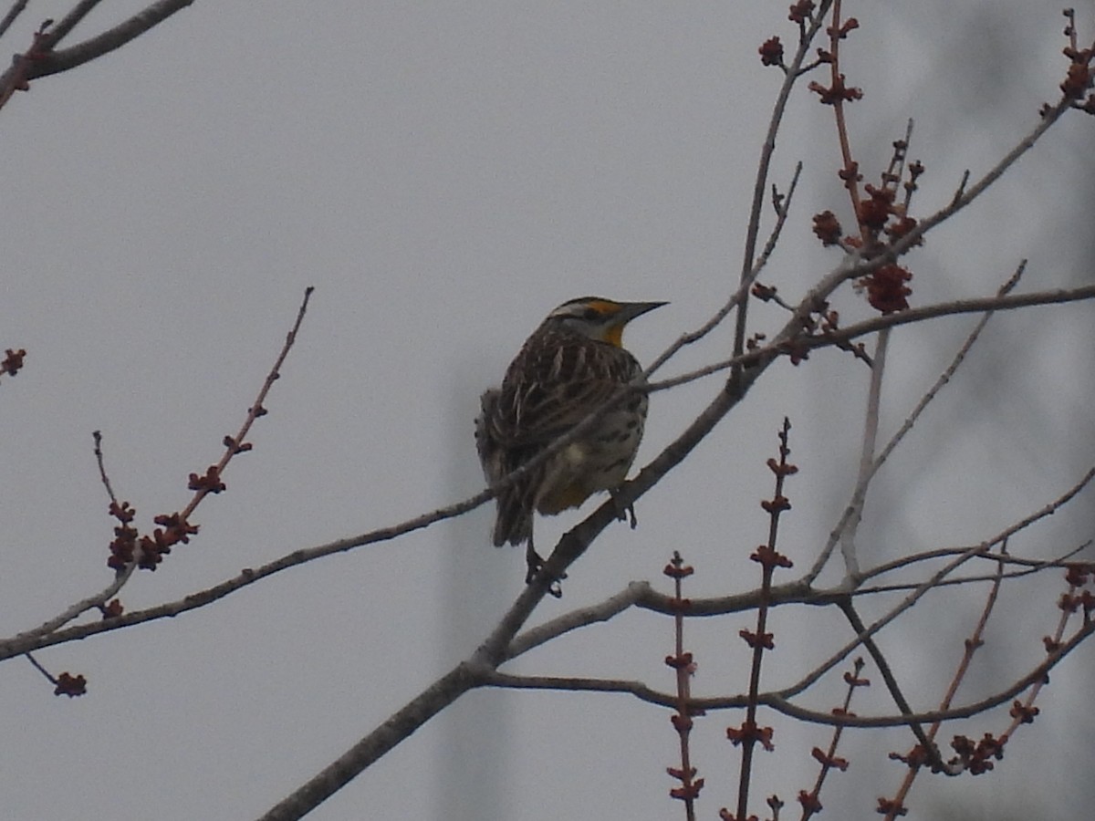 Eastern Meadowlark - ML632326619