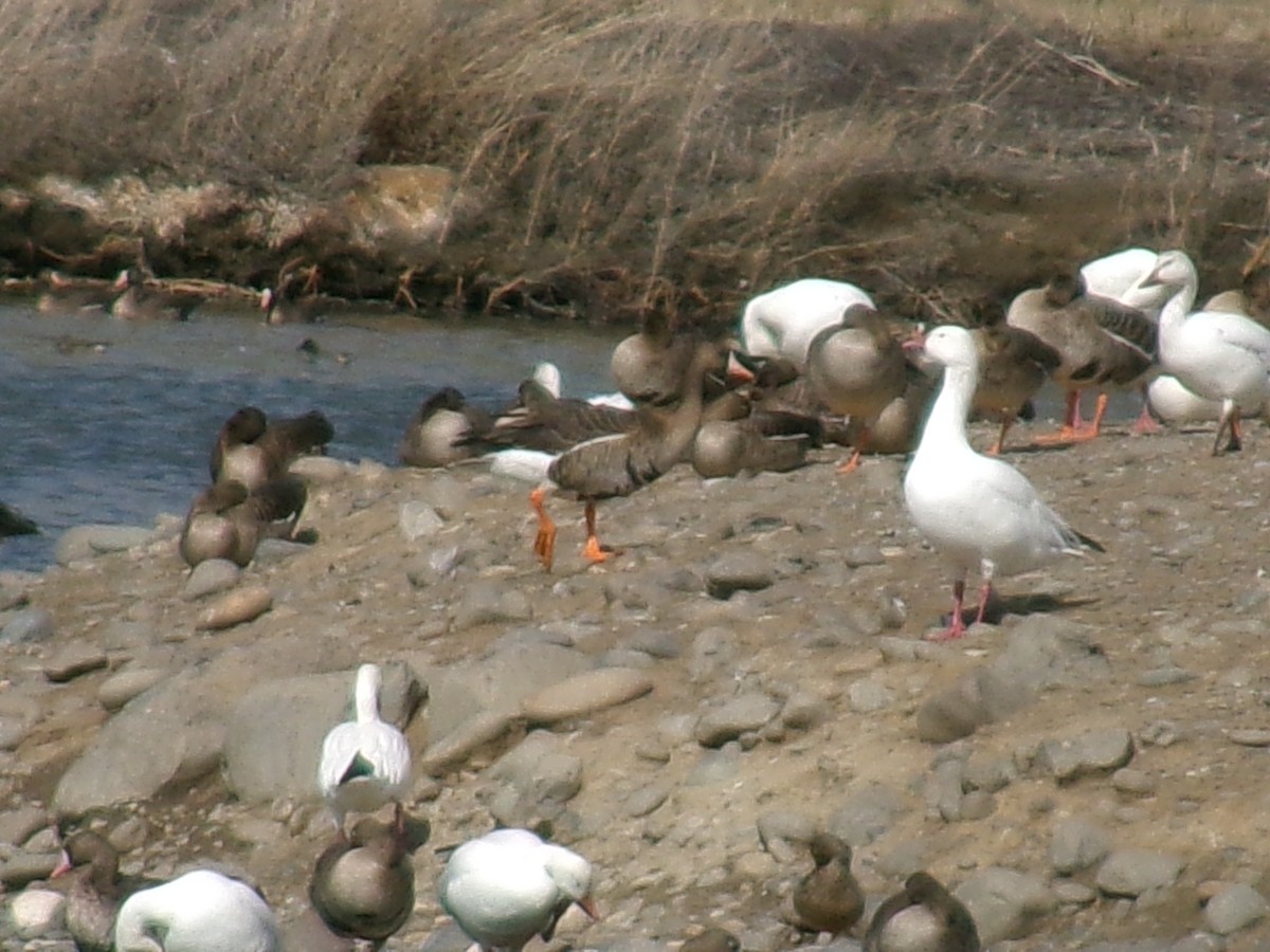Greater White-fronted Goose - ML632326628