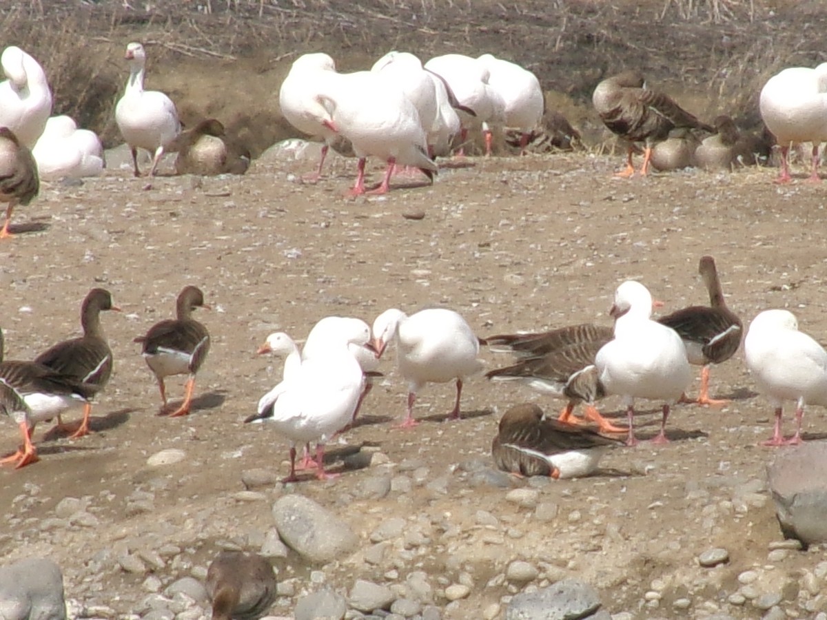 Greater White-fronted Goose - ML632326629