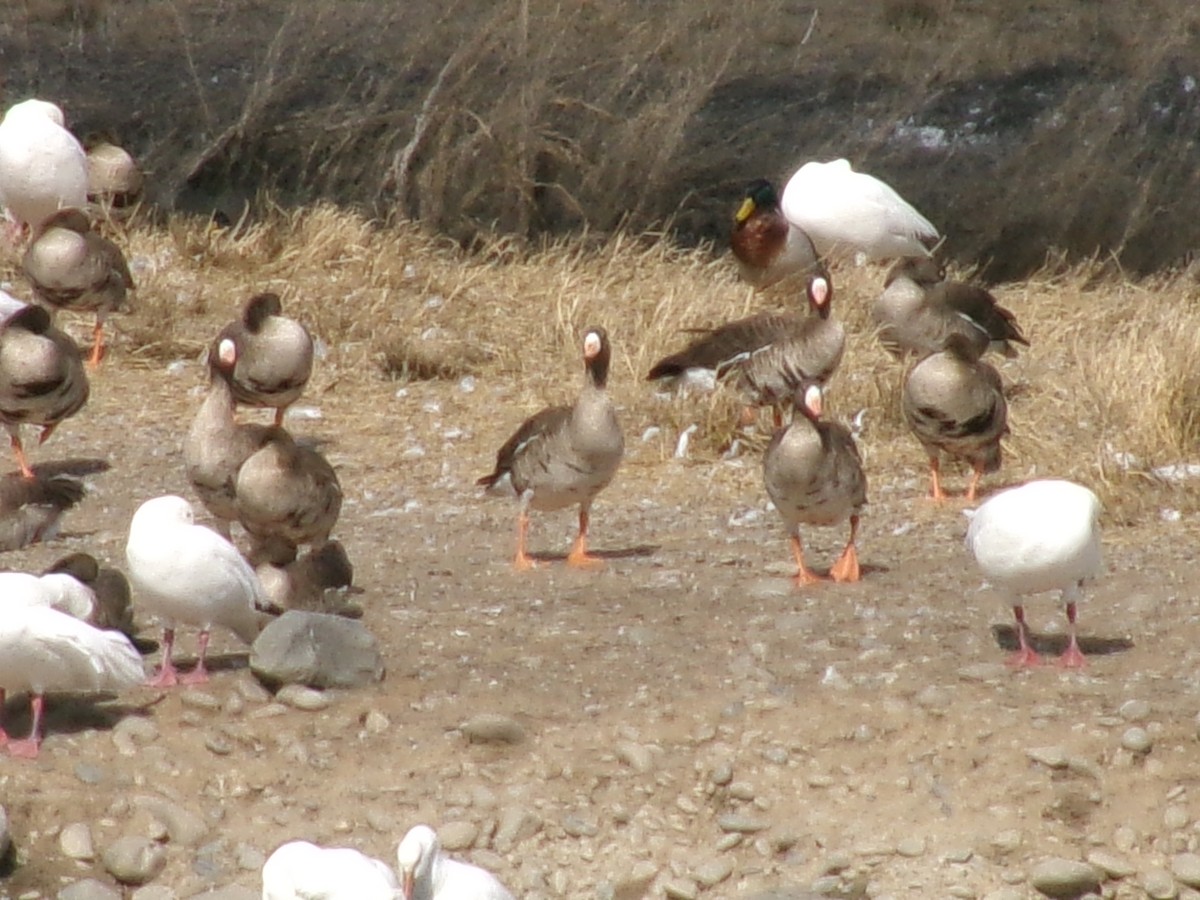 Greater White-fronted Goose - ML632326631