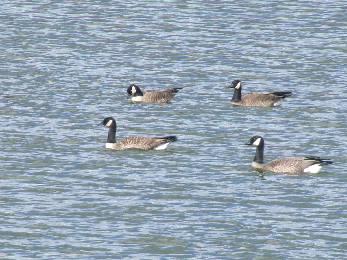 Cackling Goose - ML632326658