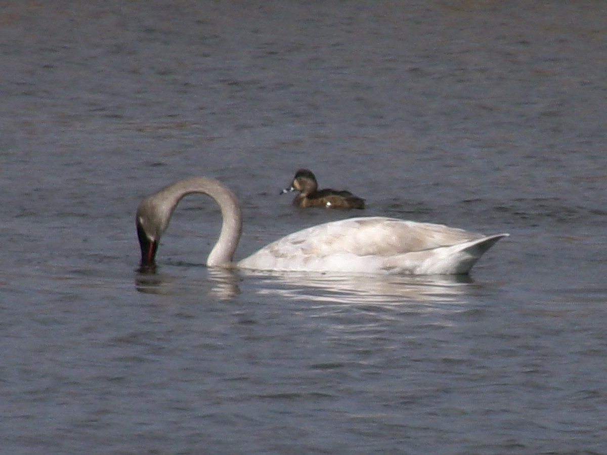 Trumpeter Swan - ML632326714