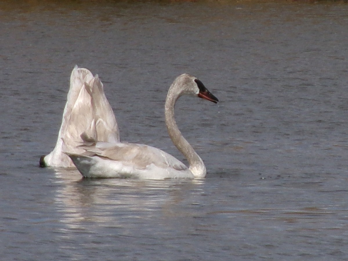 Trumpeter Swan - ML632326715