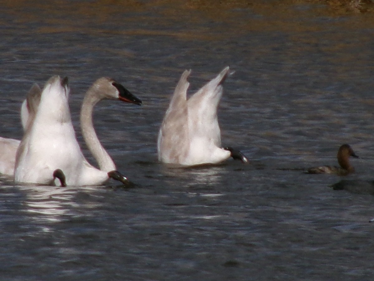 Trumpeter Swan - ML632326717