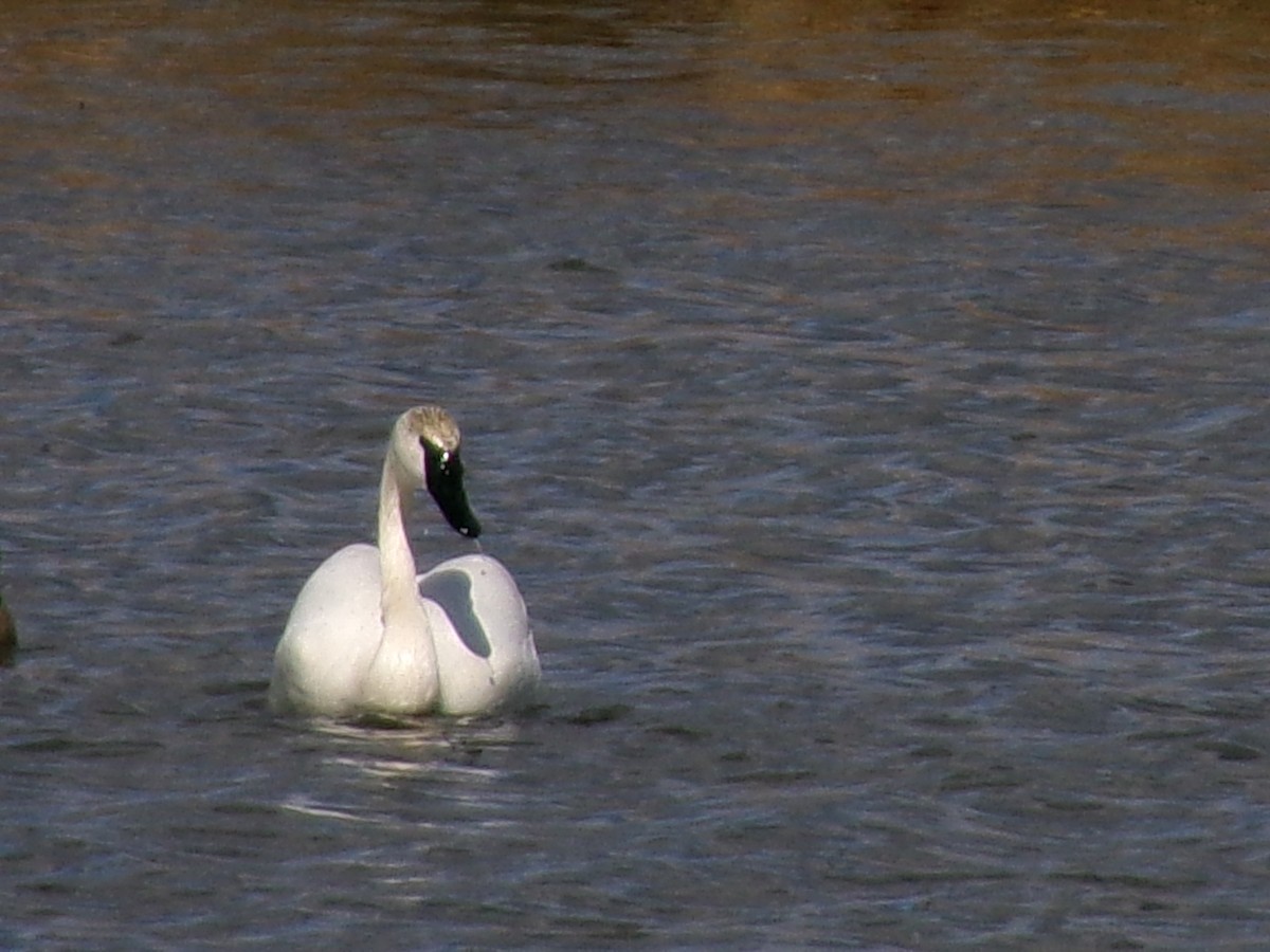 Trumpeter Swan - ML632326718