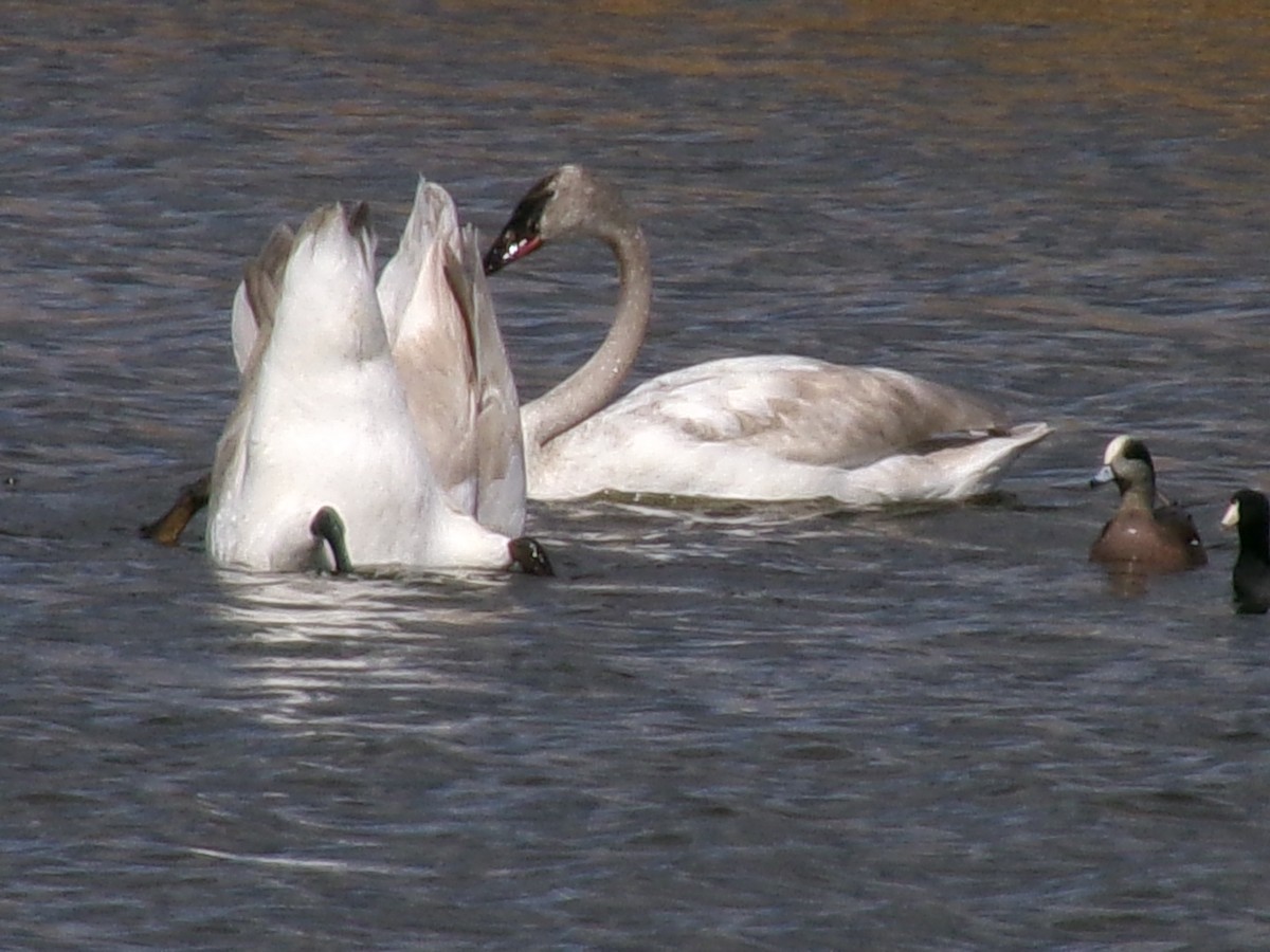Trumpeter Swan - ML632326720