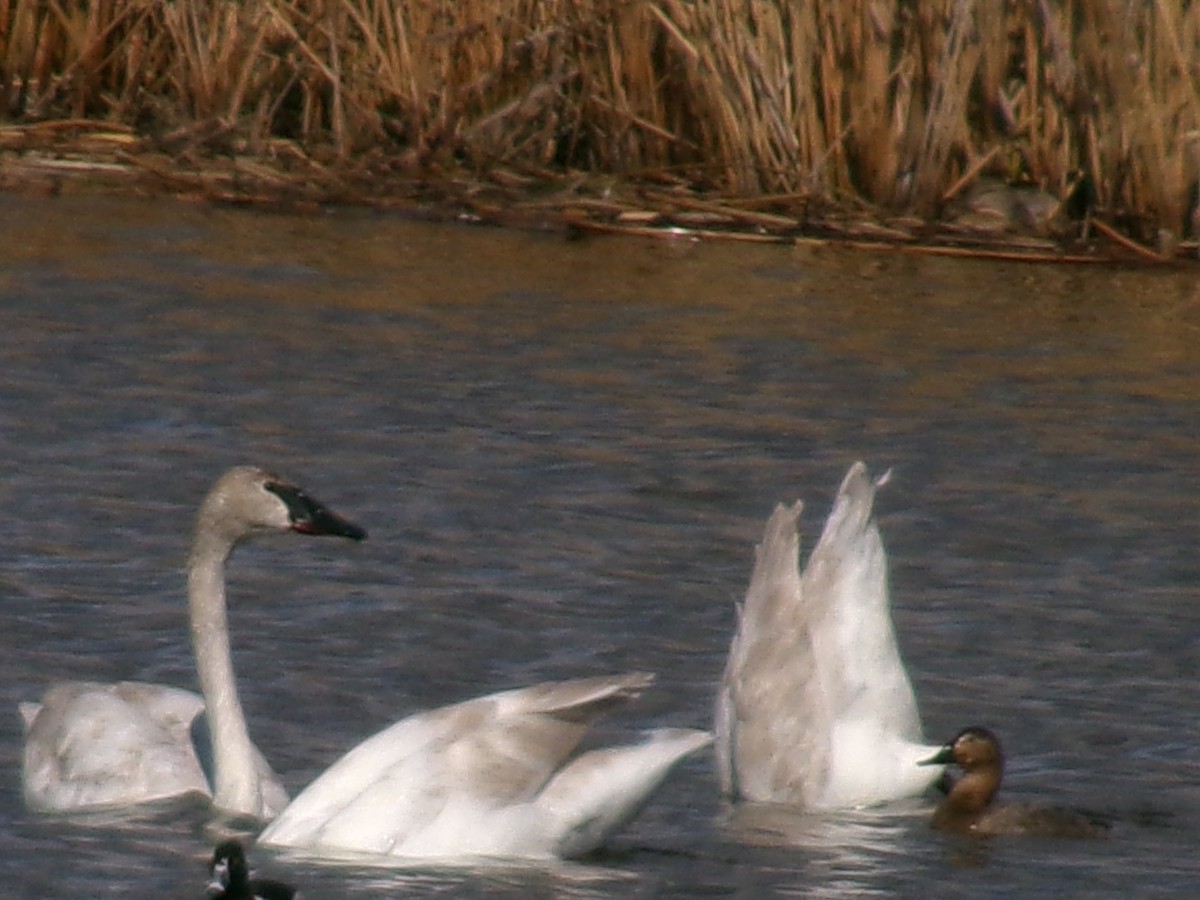 Trumpeter Swan - ML632326721