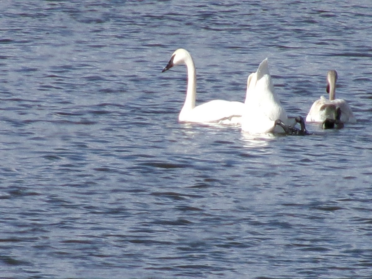 Trumpeter Swan - ML632326723