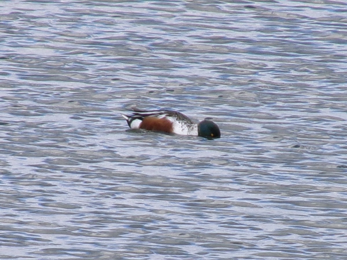 Northern Shoveler - ML632326748